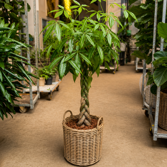 Second Hand Pachira aquatica – Pengeplante på 160 cm i Dekorativ Fletkurv