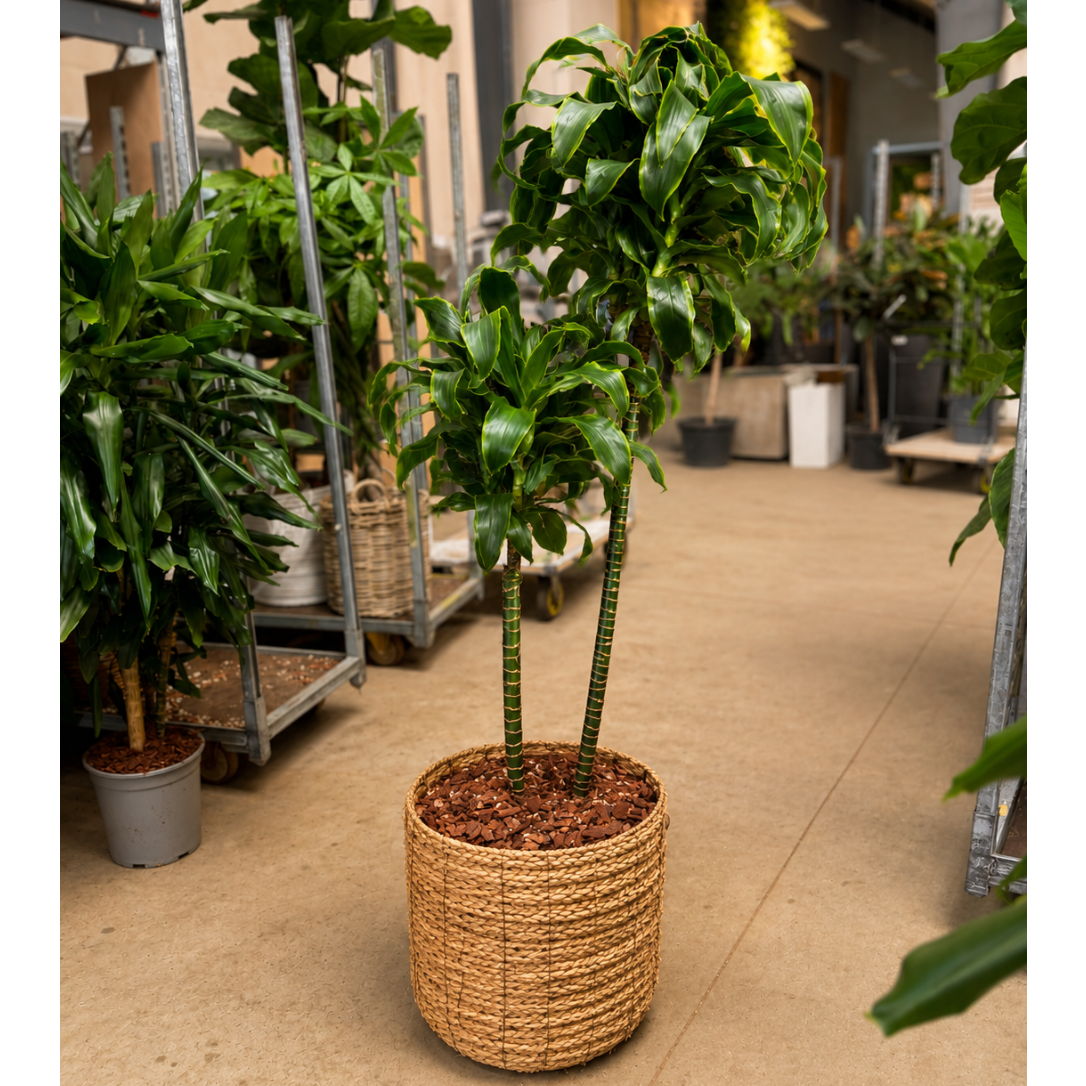 Second Hand Dracaena Tornado – 160 cm i Dekorativ Naturkurv