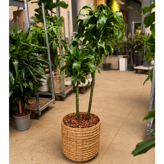 Second Hand Dracaena Tornado – 160 cm i Dekorativ Naturkurv