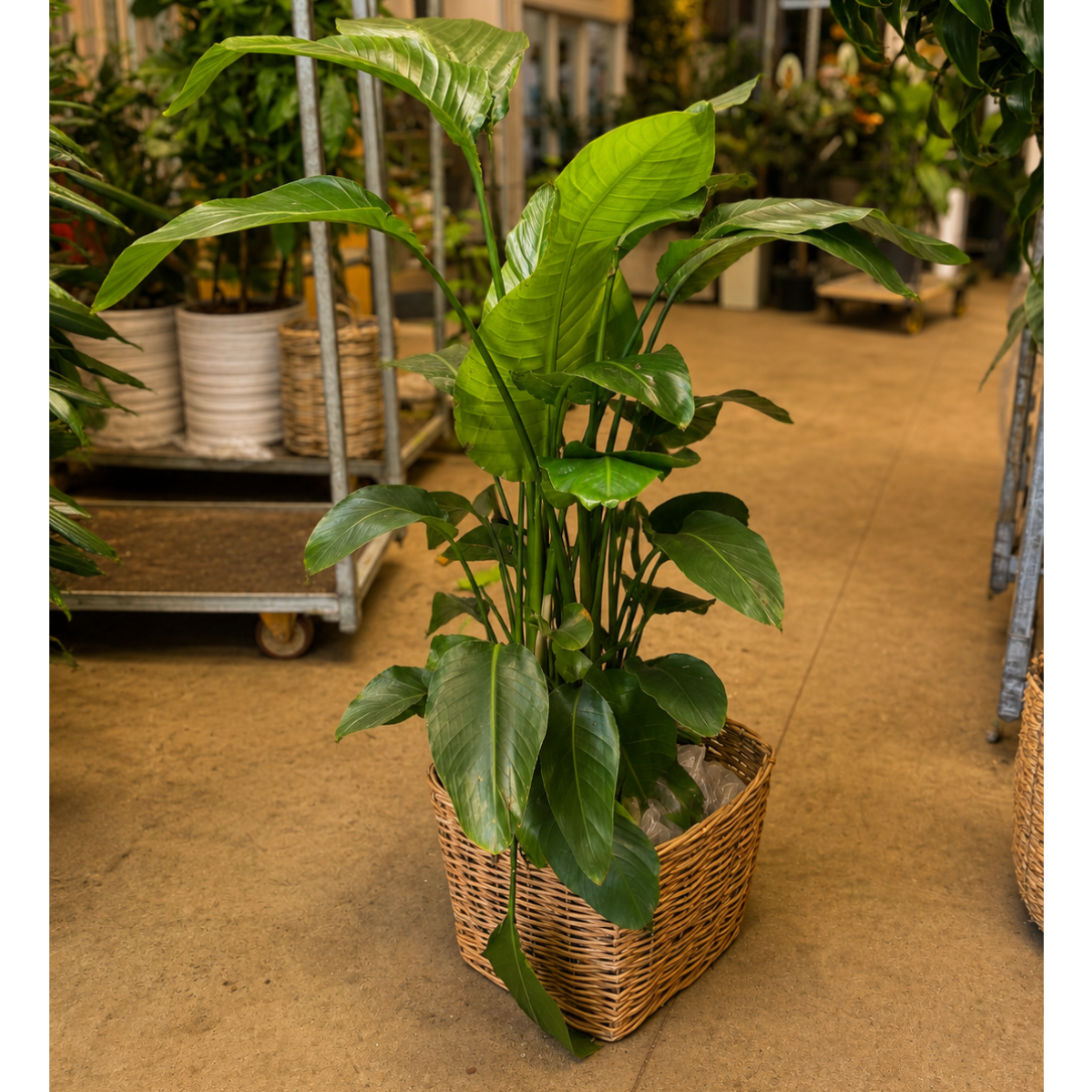 Second Hand Paradisfugl – Strelitzia nicolai på 130 cm i Dekorativ Fletkurv
