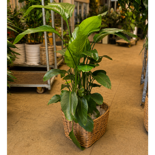 Second Hand Paradisfugl – Strelitzia nicolai på 130 cm i Dekorativ Fletkurv