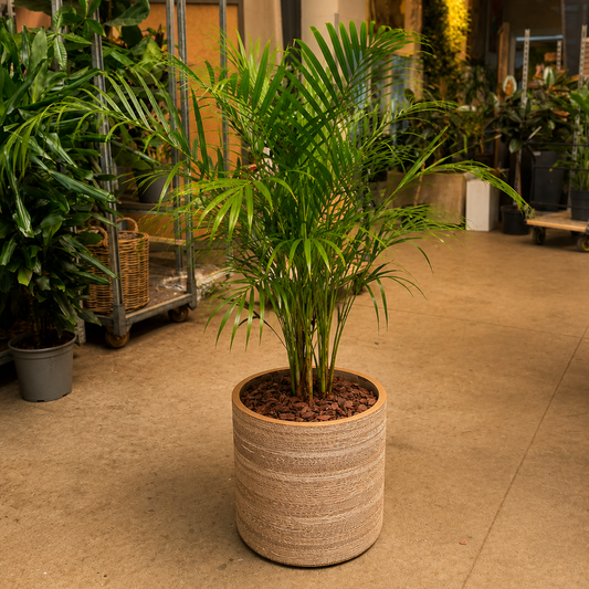 Second Hand Kentia Palme – Howea forsteriana i Lys Krukke