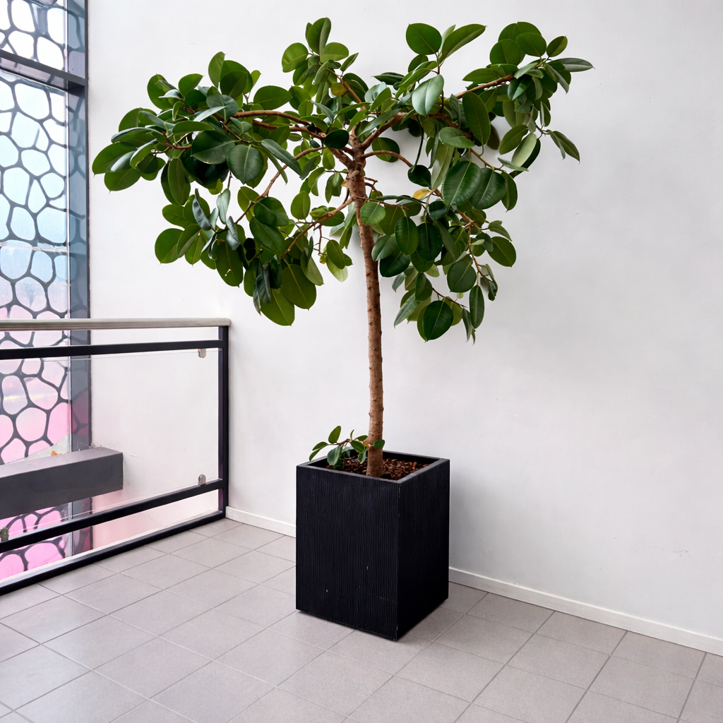 Second Hand Gummitræ (Ficus elastica) 240 cm – Eksklusiv Genbrugsplante