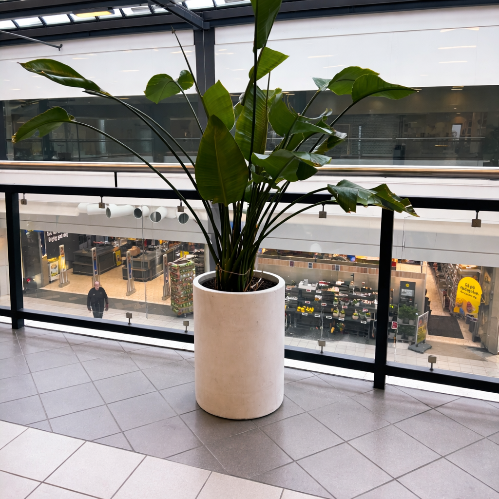 Second Hand Strelitzia (Strelitzia nicolai) – Eksotisk Genbrugsplante i Hvid Krukke