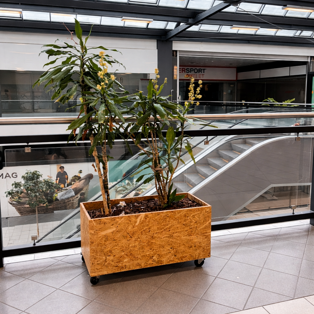 Second Hand Dracaena Plantekasse på Hjul – Mobil Grøn Løsning til Kontor og Erhverv