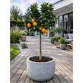 Indlæs billede i gallerivisning, Appelsintræ (Citrus sinensis) i potte Ø24 – 130–150 cm høj
