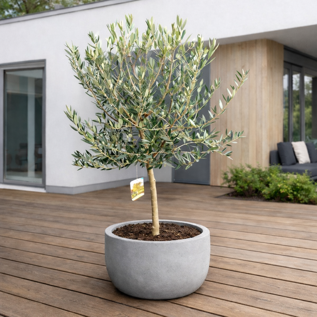 Oliventræ (Olea europaea) i potte Ø24 – 150–160 cm høj