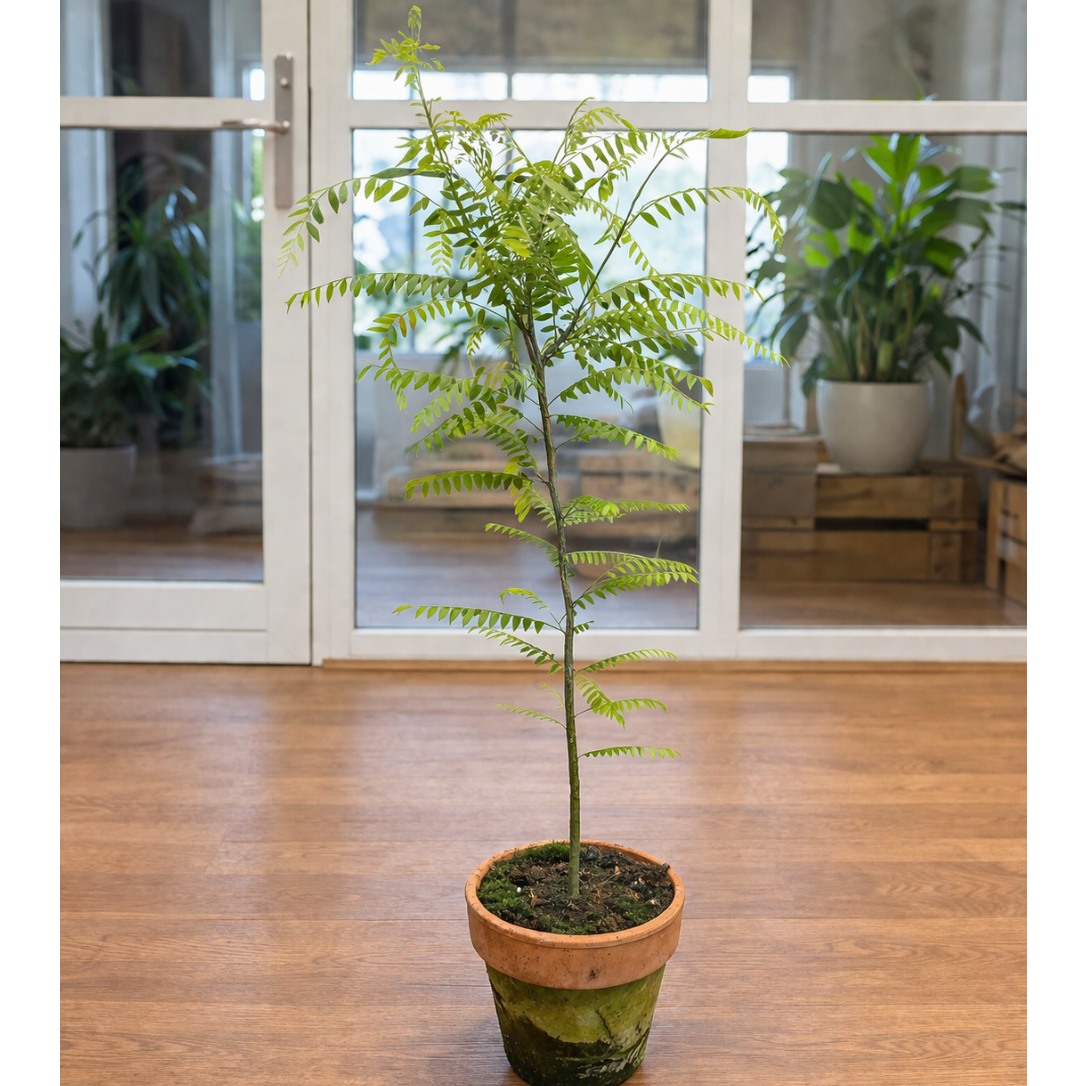 Gleditsia – Elegant Minitræ med Let og Luftigt Løv i Lerkrukke (Gleditsia triacanthos, ca. 70 cm)
