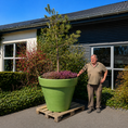 Indlæs billede i gallerivisning, Second Hand Havekumme – Fyr, Lyng, Rød Busk og Efeu i Stor Plastkumme
