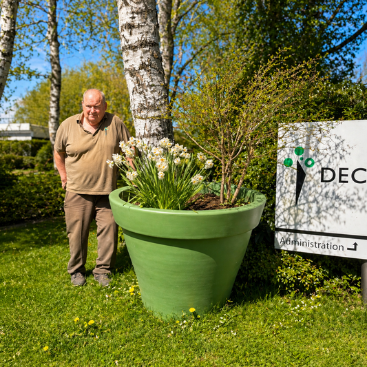 Second Hand Stor Krukke – Japansk Løn, Narcisser og Bundbeplantning