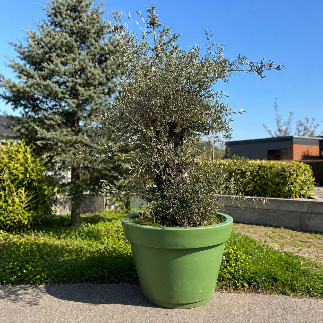 Second Hand Kæmpe Oliventræ – 290 cm inkl. Krukke