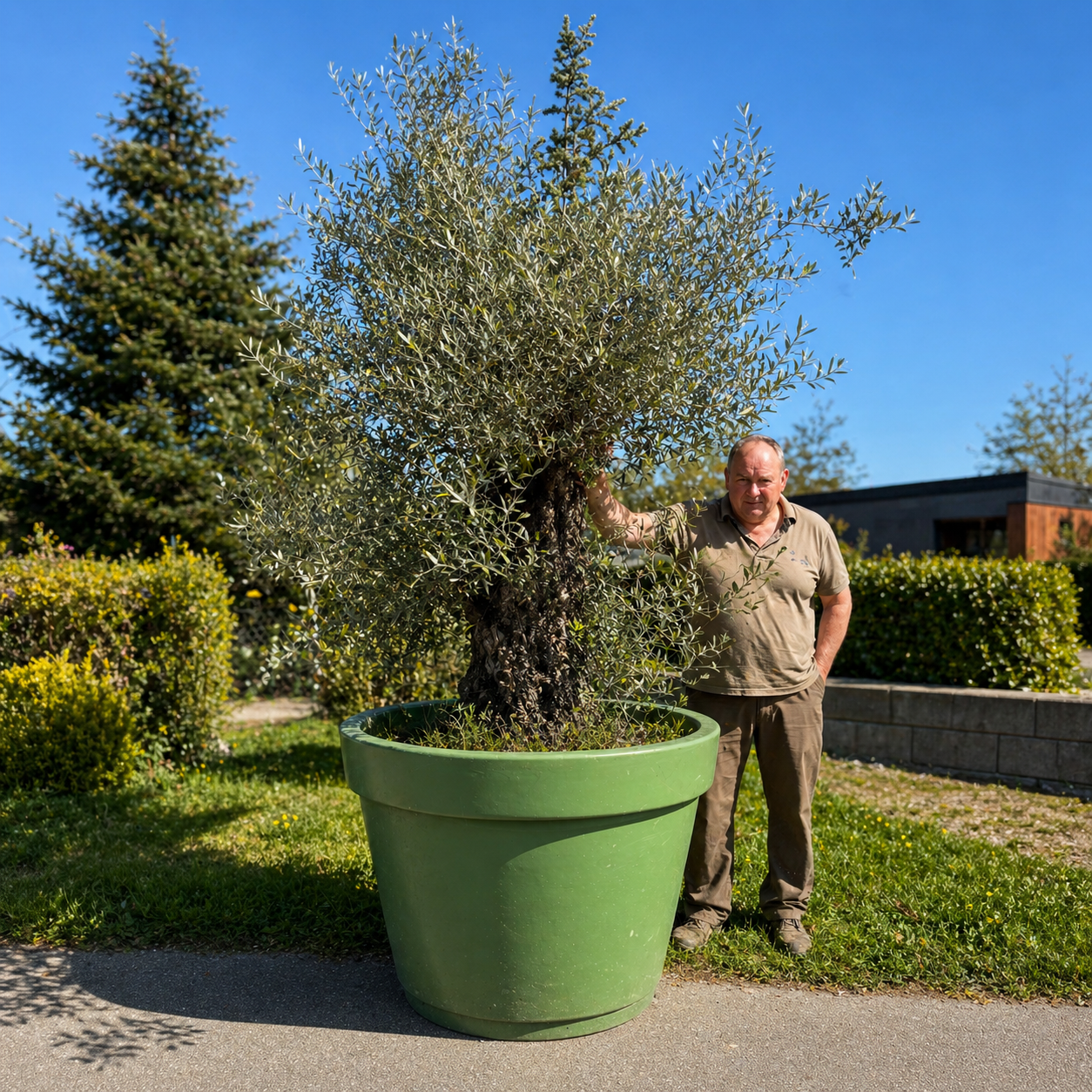 Second Hand Kæmpe Oliventræ – 290 cm inkl. Krukke
