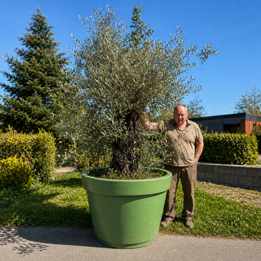 Second Hand Kæmpe Oliventræ – 290 cm inkl. Krukke