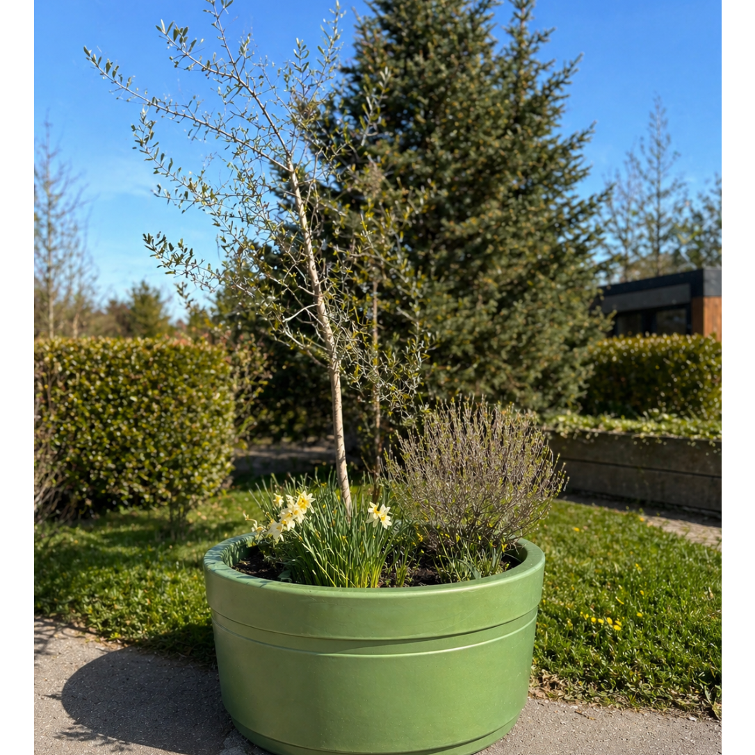 Second Hand Oliventræ – Opstammet Olea med Narcisser og Bundbeplantning