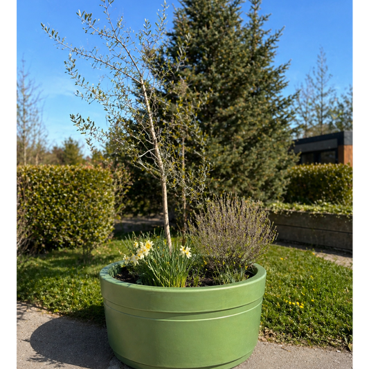 Second Hand Oliventræ – Opstammet Olea med Narcisser og Bundbeplantning