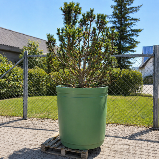 Second Hand Fyr – Formet og Opstammet Pinus ca. 250 cm