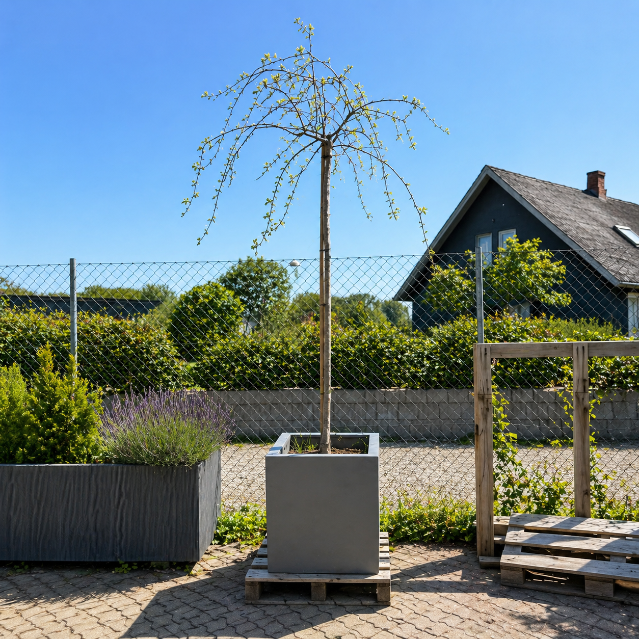 Second Hand Hængepil – Salix ca. 280 cm til Haven