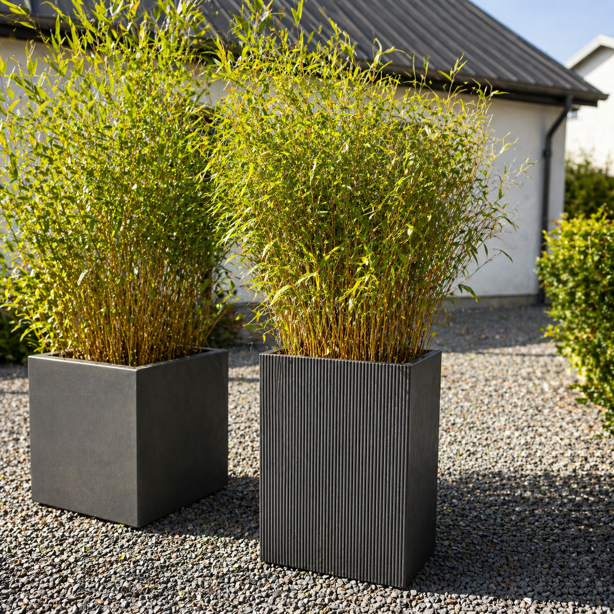 Second Hand Bambus – Fargesia 150 cm til Have eller Terrasse