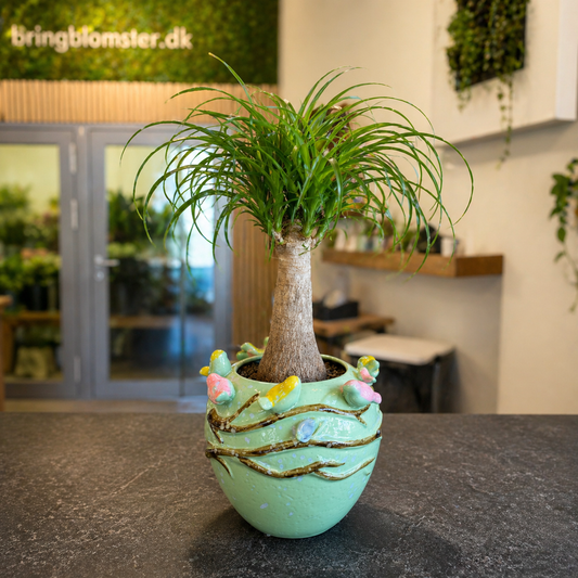 Elefantfod (Beaucarnea recurvata) – Eksotisk Indendørs Stueplante