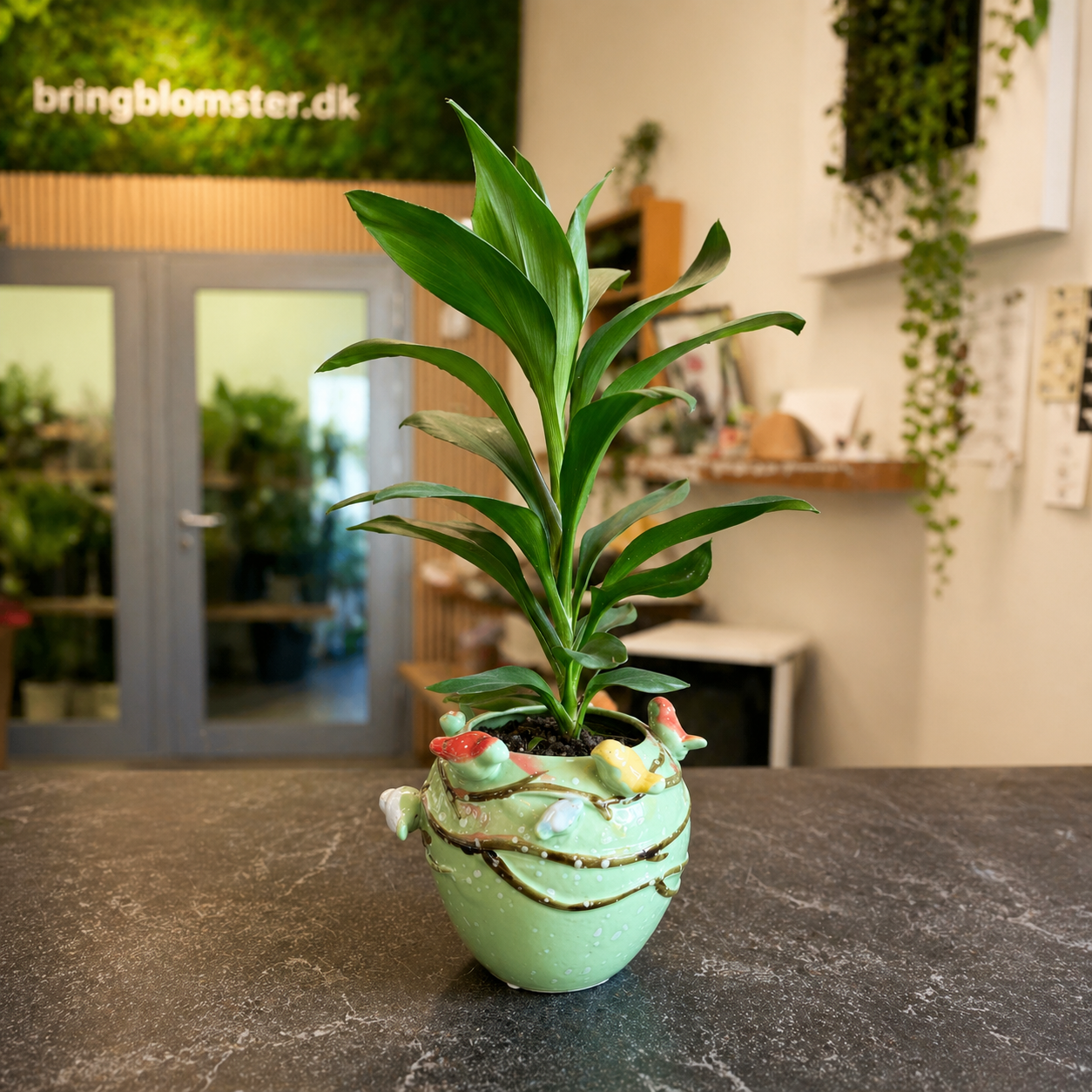 Dracaena – Klassisk og Robust Stueplante til Hjemmet