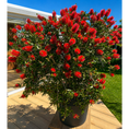 Indlæs billede i gallerivisning, Second Hand Flaskerenser – Callistemon citrinus ca. 200 cm | Genbrugsplante
