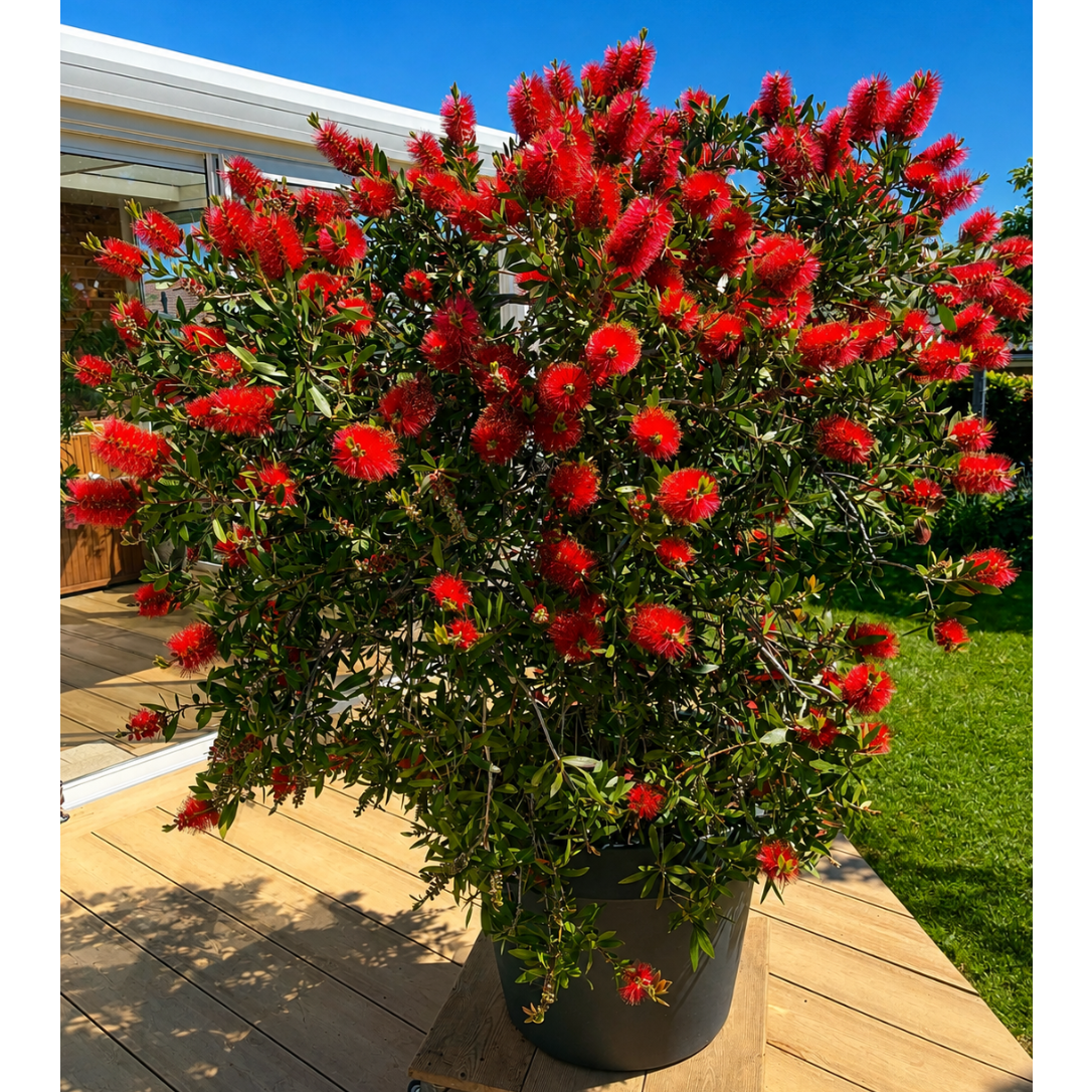 Second Hand Flaskerenser – Callistemon citrinus ca. 200 cm | Genbrugsplante