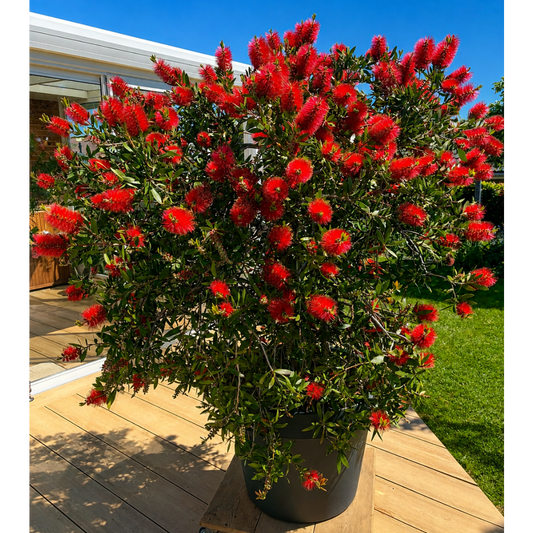 Second Hand Flaskerenser – Callistemon citrinus ca. 200 cm | Genbrugsplante