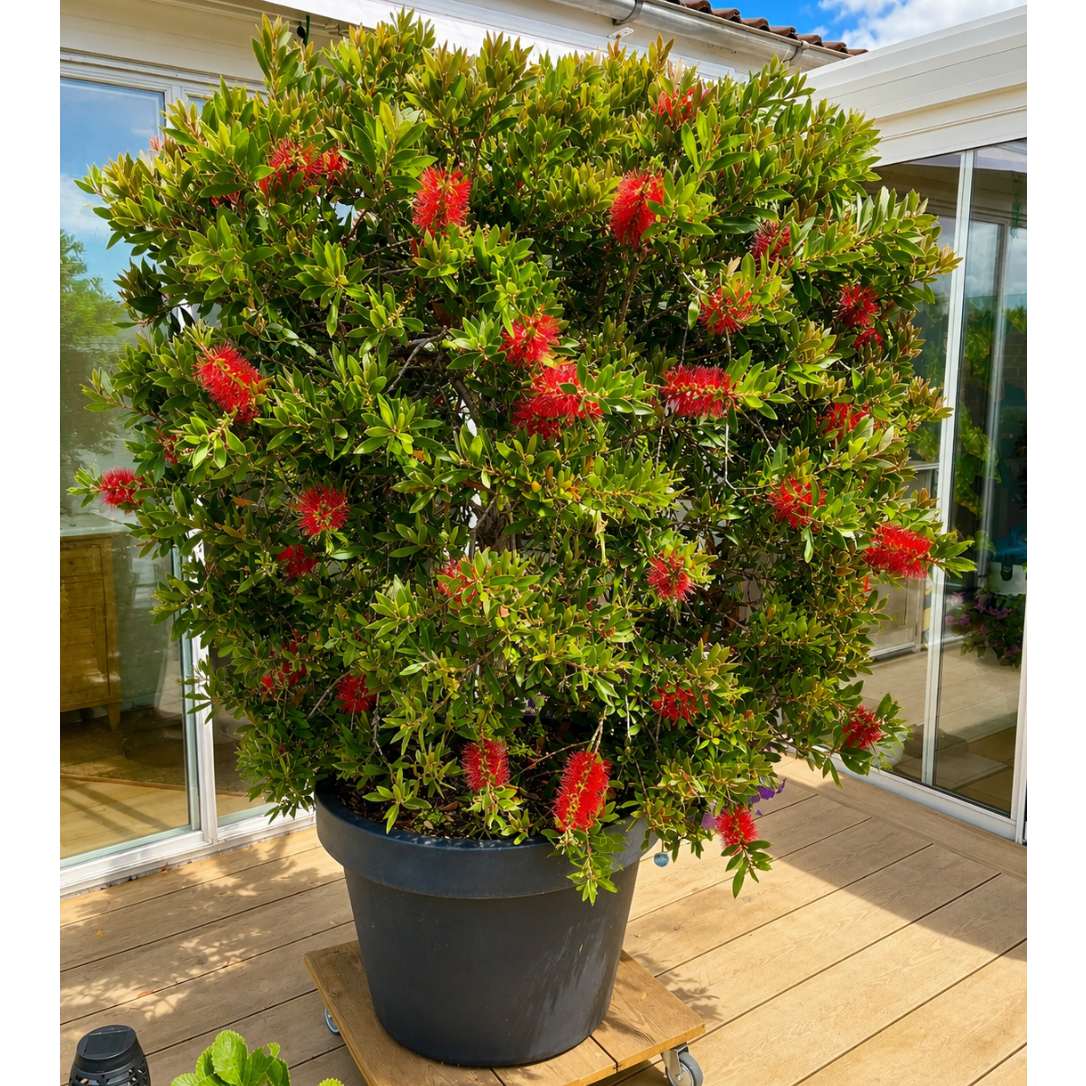 Second Hand Flaskerenser – Callistemon citrinus ca. 200 cm | Genbrugsplante