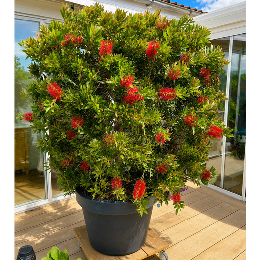 Second Hand Flaskerenser – Callistemon citrinus ca. 200 cm | Genbrugsplante