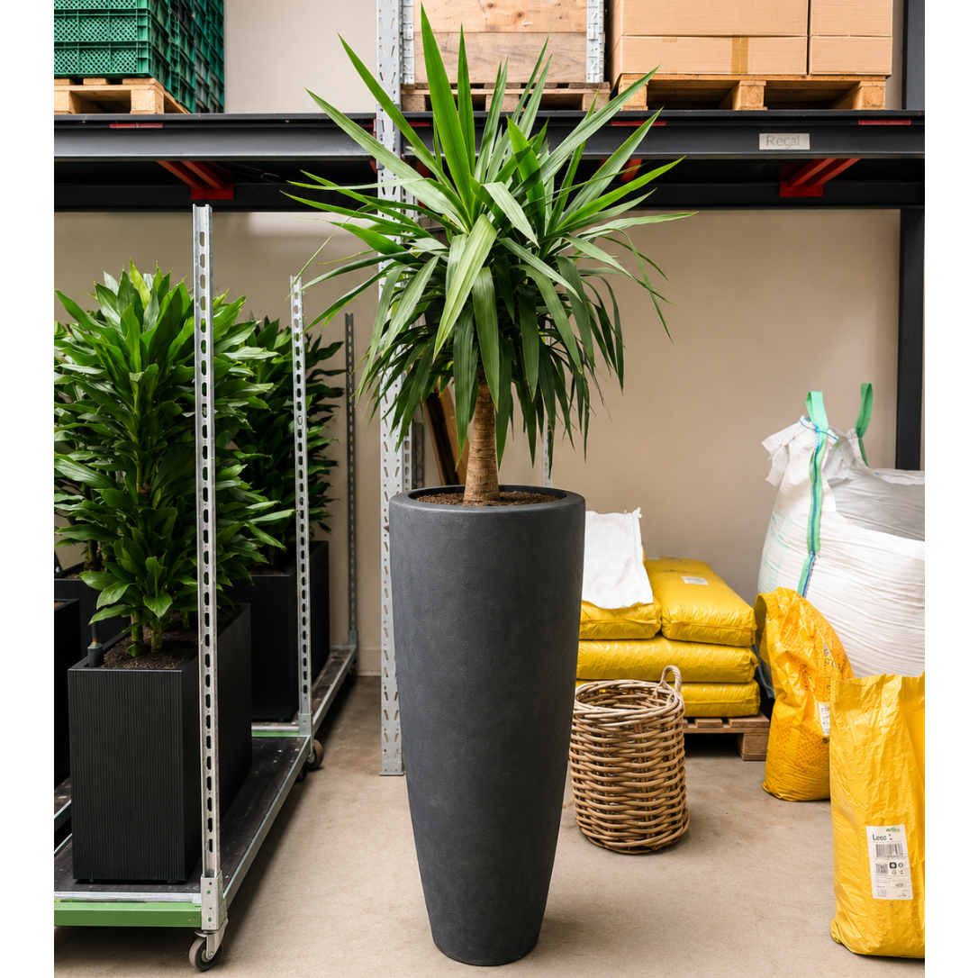 Second Hand Yucca Palmlilje – Yucca elephantipes ca. 230 cm | Genbrugsplante