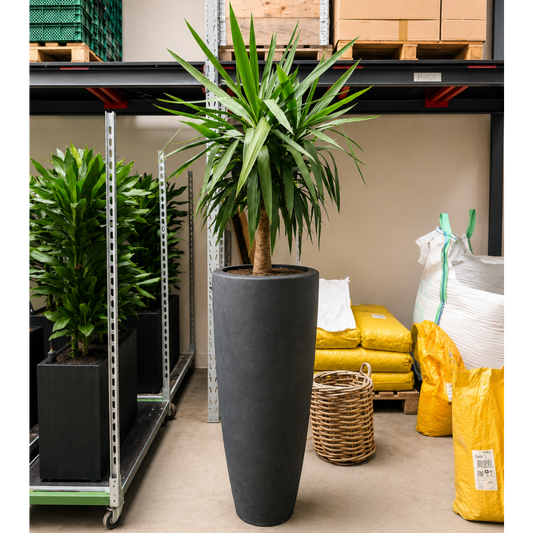Second Hand Yucca Palmlilje – Yucca elephantipes ca. 230 cm | Genbrugsplante