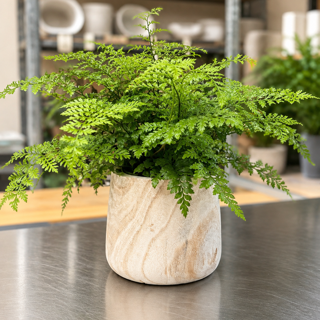 Second Hand Harefodsbregne – Davallia fejeensis ca. 35 cm | Genbrugsplante