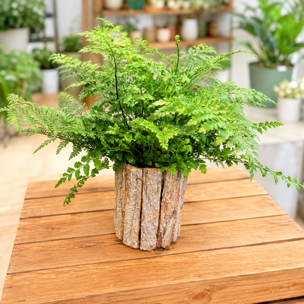Second Hand Kaninbregne – Davallia canariensis i Barkkrukke | Genbrugsplante