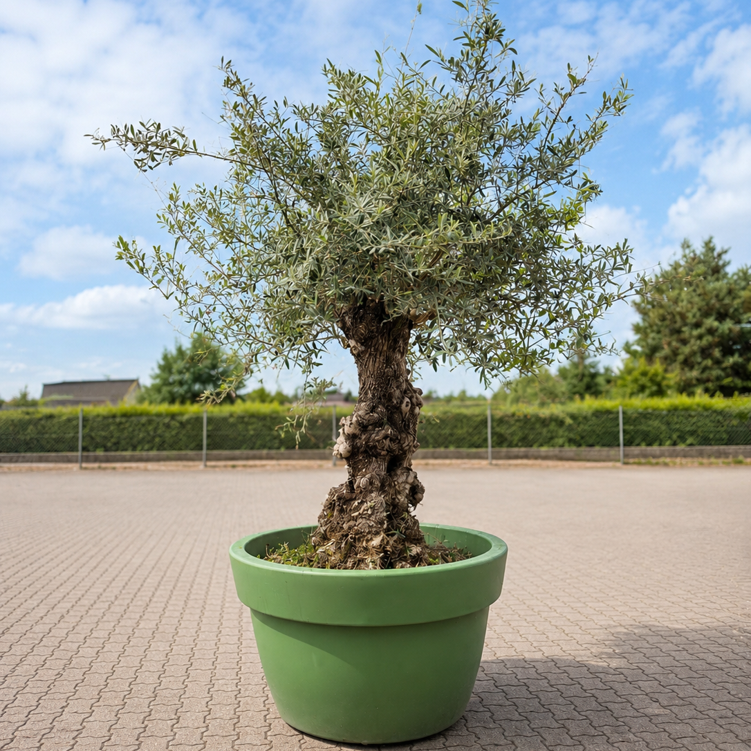 Second Hand Kæmpe Oliventræ – 290 cm inkl. Krukke
