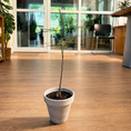 Indlæs billede i gallerivisning, Kærlighedstræ – Eksotisk Stueplante med Karakterfuld Opsvulmet Stamme (Brachychiton rupestris, ca. 50 cm)
