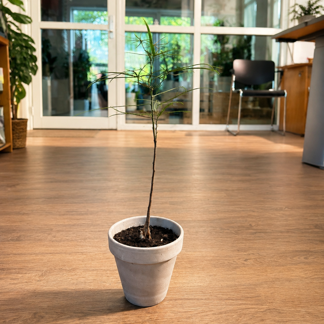 Kærlighedstræ – Eksotisk Stueplante med Karakterfuld Opsvulmet Stamme (Brachychiton rupestris, ca. 50 cm)