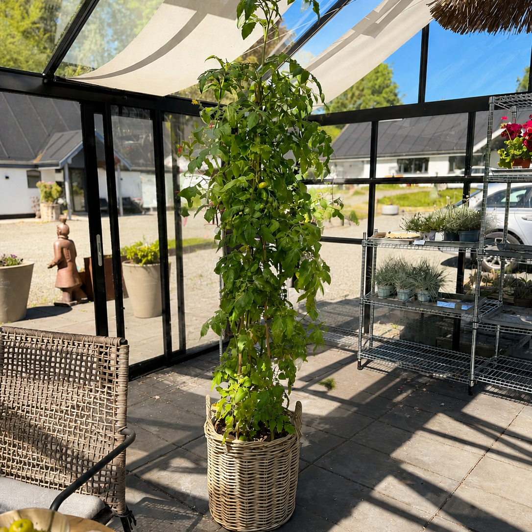 Kæmpe Tomatplante – Stor Cherry Tomatplante med Tomater (ca. 200 cm)
