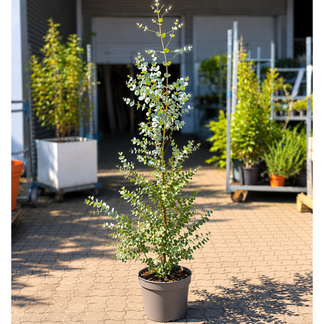 Eucalyptus 'Azurra' – Ekstra Hårdfør Eukalyptus med Aromatisk Sølvgråt Løv til Dansk Klima (ca. 150 cm)
