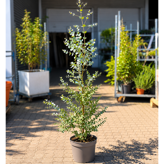 Eucalyptus 'Azurra' – Ekstra Hårdfør Eukalyptus med Aromatisk Sølvgråt Løv til Dansk Klima (ca. 150 cm)