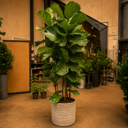 Second Hand Violinfigen – Ficus lyrata på 250 cm i Genbrugskrukke af Valgplakater