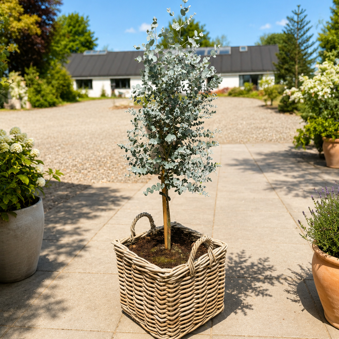 Second Hand Eucalyptus på Stamme – 160 cm i Fletkurv fra Århus
