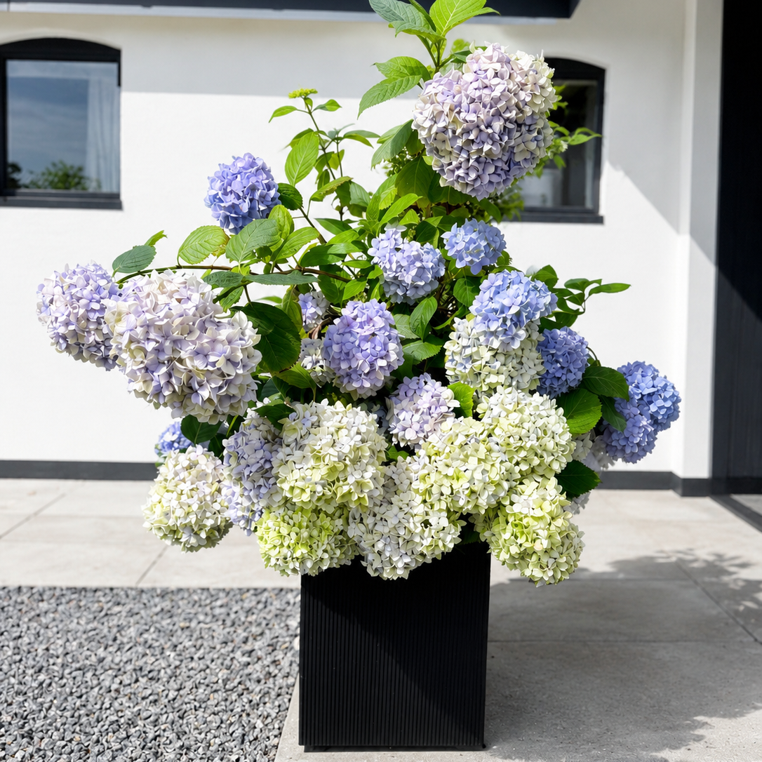 Second Hand Hortensia ca. 130 cm | Genbrugsplante
