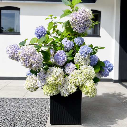 Second Hand Hortensia ca. 130 cm | Genbrugsplante