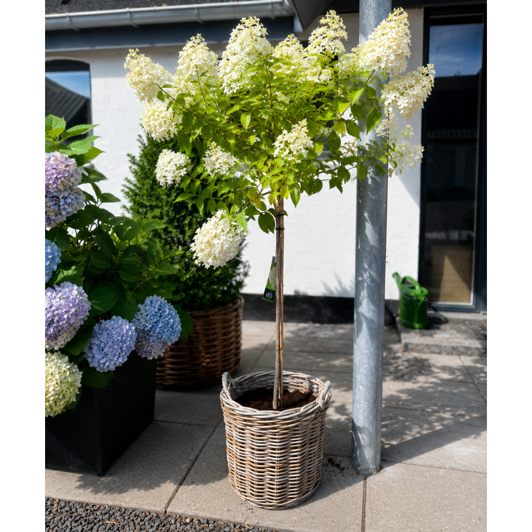 Second Hand Syrenhortensia – Hydrangea paniculata ca. 160 cm | Genbrugsplante