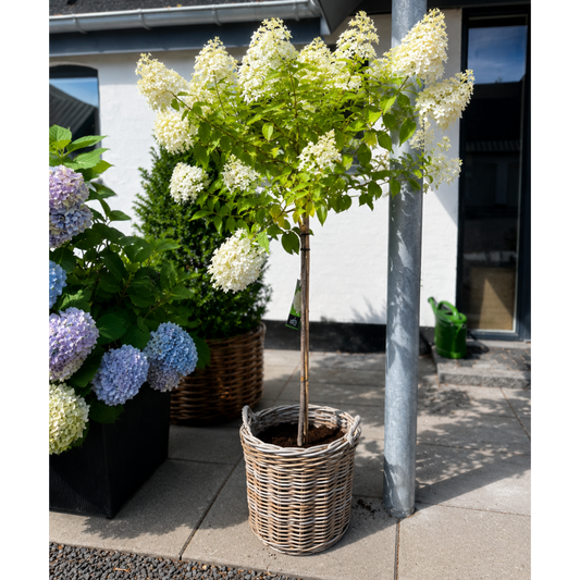 Second Hand Syrenhortensia – Hydrangea paniculata ca. 160 cm | Genbrugsplante