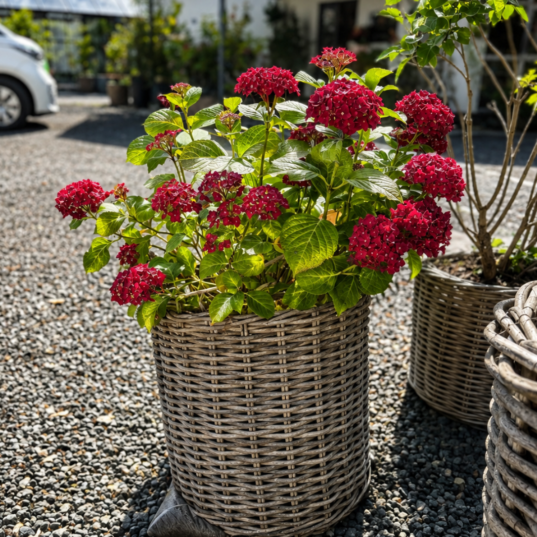 Second Hand Havehortensia – Hydrangea macrophylla ca. 100 cm | Genbrugsplante