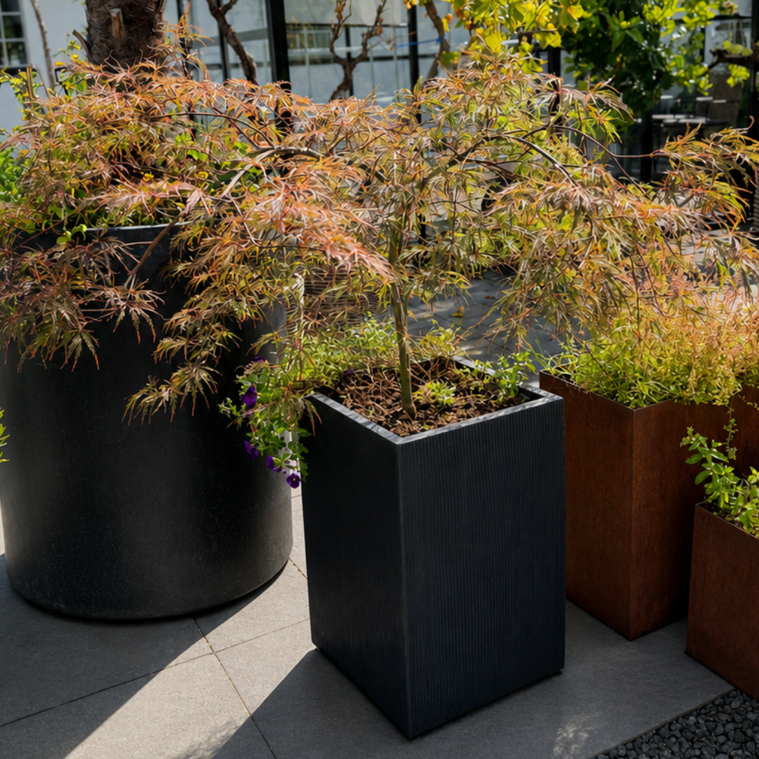 Second Hand Japansk Ahorn – Acer palmatum ca. 130 cm | Genbrugsplante