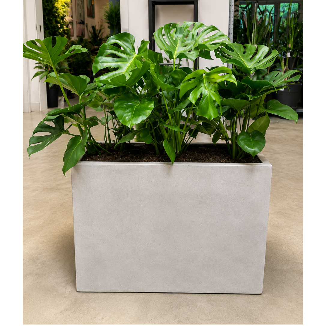 Second Hand Plantekasse med Monstera deliciosa – 80x100 cm, 180 cm Høj