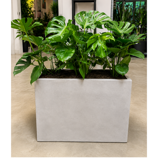 Second Hand Plantekasse med Monstera deliciosa – 80x100 cm, 180 cm Høj