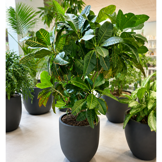 Second Hand Kæmpe Kroton – Codiaeum variegatum 'Petra' ca. 160 cm | Genbrugsplante